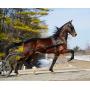 Great Lakes Standardbred Trotting Sale