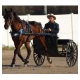 2025 Auction Highlight