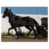2025 Auction Highlight