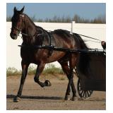 2025 Auction Highlight