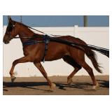 2025 Auction Highlight