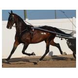 2025 Auction Highlight
