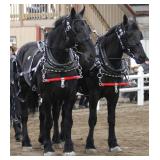 2025 Auction Highlight