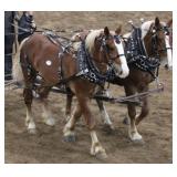 2025 Auction Highlight