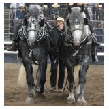2025 Auction Highlight