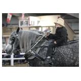 2025 Auction Highlight