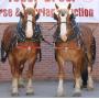 Yoder Brothers Large Horse And Carriage Auction