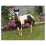 Lot #412 3 yr old pony mare in training