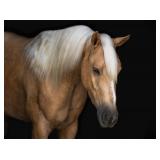 Lot#456 4yr old AQHA gelding Sire: Metals Jaz Dam: Justa Off Lady