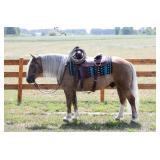 Lot#4yr old pony X gelding well broke pony to ride and drive