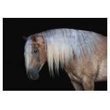 Lot#4yr old pony X gelding well broke pony to ride and drive
