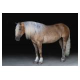 Lot#4yr old pony X gelding well broke pony to ride and drive