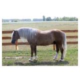 Lot#476 4yr old pony cross gelding