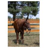 4yr old AQHA-NRHA gelding Sire: Walla Walla Whiz Dam: Its A Magnum