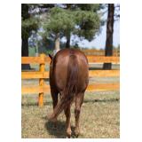4yr old AQHA-NRHA gelding Sire: Walla Walla Whiz Dam: Its A Magnum