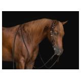 4yr old AQHA-NRHA gelding Sire: Walla Walla Whiz Dam: Its A Magnum