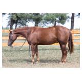 4yr old AQHA-NRHA gelding Sire: Walla Walla Whiz Dam: Its A Magnum