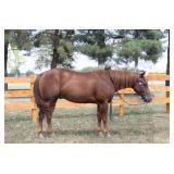 4yr old AQHA-NRHA gelding Sire: Walla Walla Whiz Dam: Its A Magnum