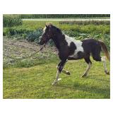 Lot #491 Pony stallion