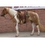 Yoder Brothers Large Horse And Carriage Auction