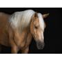 4yr old AQHA gelding Sire: Metals Jaz Dam: Justa Off Lady