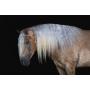Yoder Brothers Large Horse And Carriage Auction
