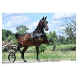 Great Lakes Standardbred Trotting Sale