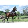 Great Lakes Standardbred Trotting Sale