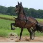 Great Lakes Standardbred Trotting Sale