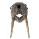 Historic Society Fossilized Walrus Skull w/ Tusks