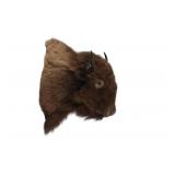 Montana Great American Bison Shoulder Mount