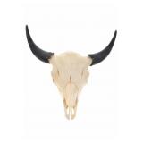 Large Montana Trophy American Buffalo Skull