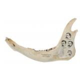 Rare O.K. Corral Tombstone Scrimshaw Elk Jawbone