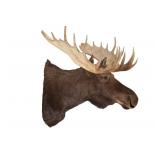 Massive Montana Shiras Moose Shoulder Mount