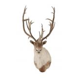 Large Caribou Taxidermy Shoulder Mount