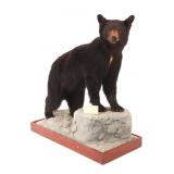 Montana Black Bear Full Mount Taxidermy