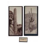 1880- Saguaro Cacti Arizona Territory Photos (2)
