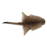 Beautiful Tanned Australian Kangaroo Hide