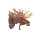 HUGE Rocky Mountain Shiras Moose Shoulder Mount