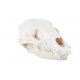 Montana Black Bear Professional Taxidermy Skull