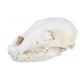 Montana Black Bear Professional Taxidermy Skull