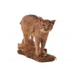Montana Bobcat Trophy Full Body Taxidermy Mount
