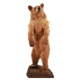 Full Body Cinnamon Black Bear Mount Taxidermy