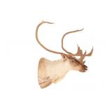 Large Caribou Taxidermy Shoulder Mount