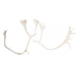 Alaskan Caribou Antler Rack Pair Taxidermy