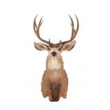 Non-Typical Whitetail Deer Scored Shoulder Mount