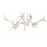 Montana White Tail Skullcaps Single Mule Deer Shed