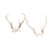 Montana 2x2 Deer Antler Skull Cap Collection