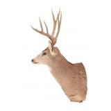Montana 5x5 Mule Deer Taxidermy Shoulder Mount