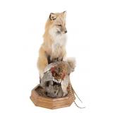 Montana Full Body Fox and Pheasant Mount